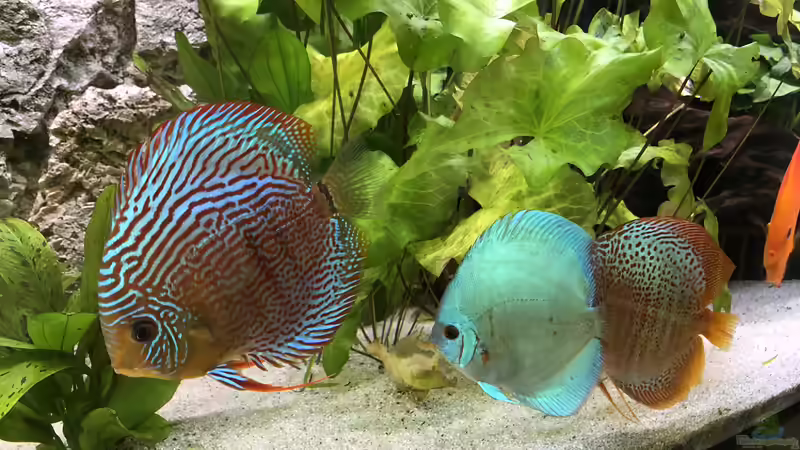 2. Mai 2019 von Hippopotan (29)