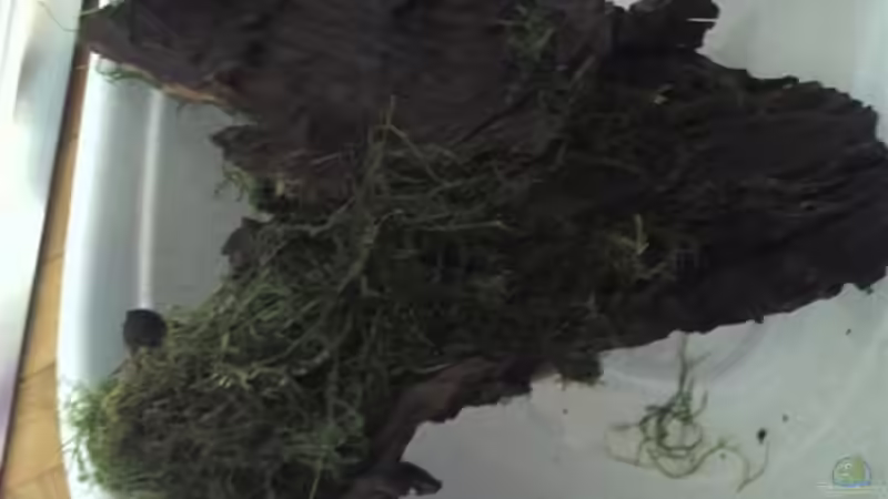 2. Mangrovenw. mit Javamoos  von SINAN (21)