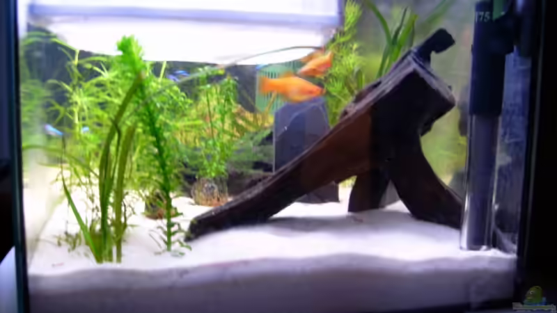 2. Moorkienholzwurzel von Anamorph (8)