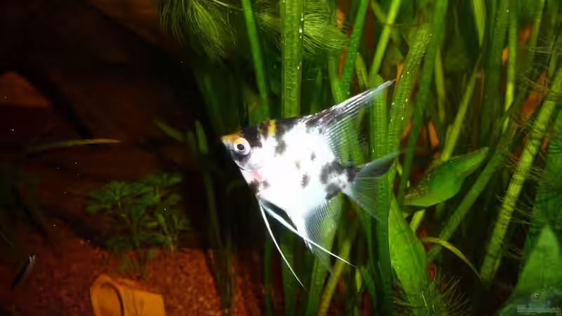 2. Segelflosser Gold von Helmut Stallhofer (20)