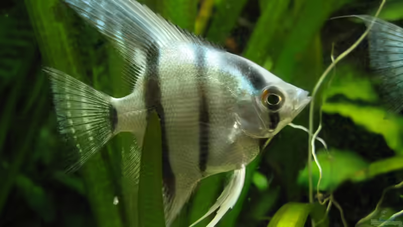 2. Skalar von Patricia (17)