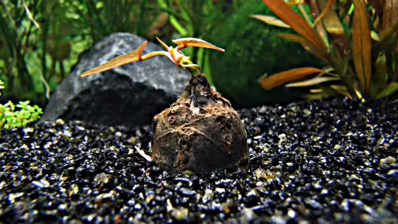 2. Tag  von Zwiebel (5)