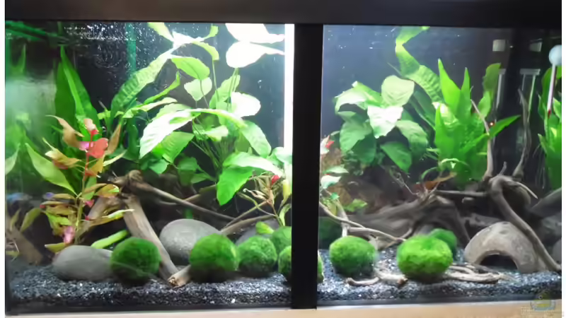 2. Tag nach Umgestaltung von shiru_k10 (2)