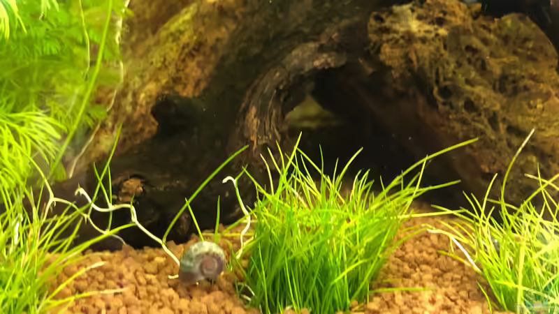 2. Versuch eines Rasens von TR (4)