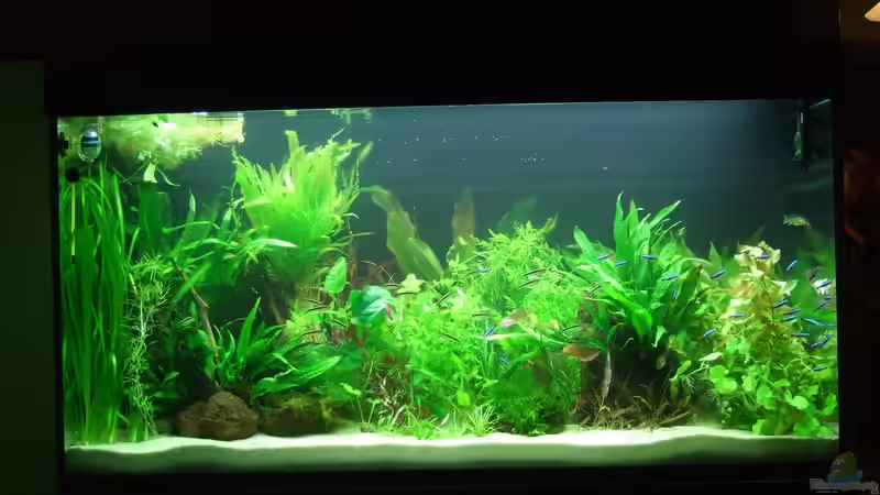 2. Versuch unmittelbar vor dem Bruch des Längssteges - da gabe es im Wohnzimmer von Oberoesterreicher (9)