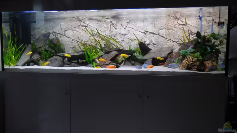 2. von Wolfgang Ihlo (12)