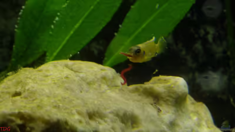 2. Weibchen beim Fressen von TDG (12)