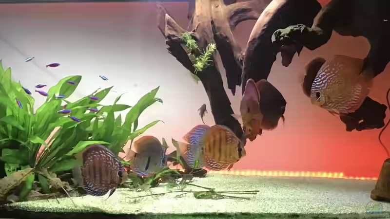 2. Wurzel hängend. Lange im Bestand, nie unter dem Aspekt hängend betrachtet. Wirkt von Soundmann (11)