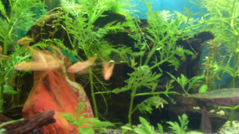 2. Wurzel im Hintergrund von Stefano83 (27)