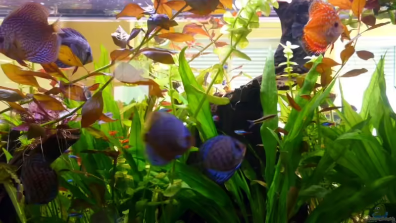 2. Wurzel von dirkvader71 (15)