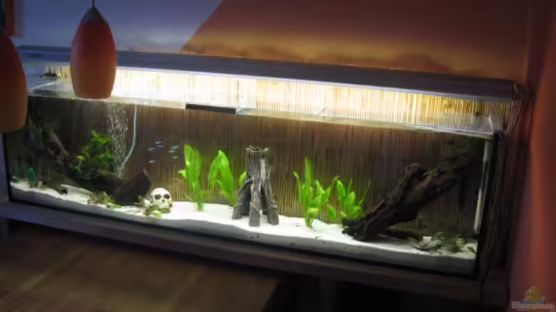 2.1.2011 die Pflanzen müssen erst mal wieder wachsen von Andrea (20)