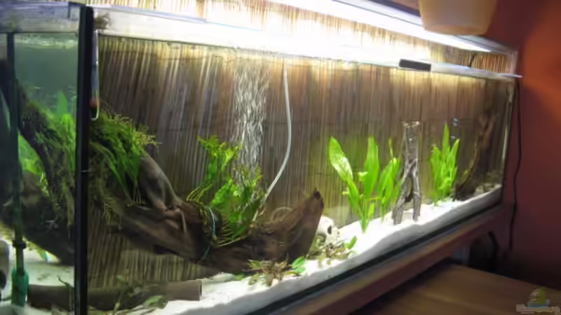 2.1.2011 von Andrea (7)