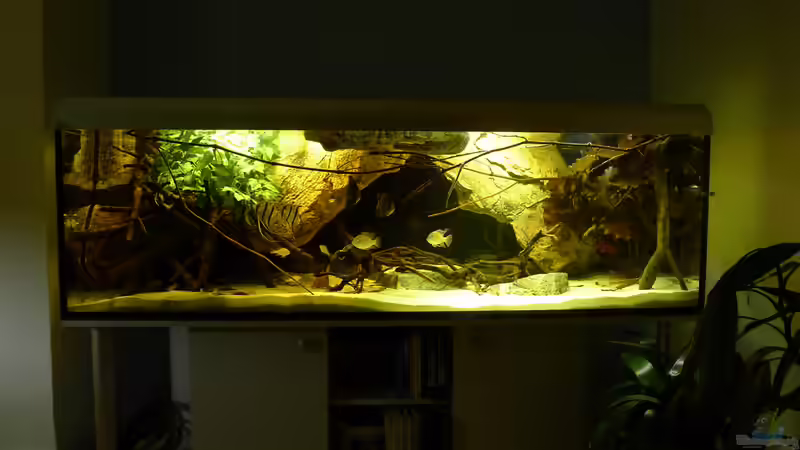 2.2.2011 von Laura (14)