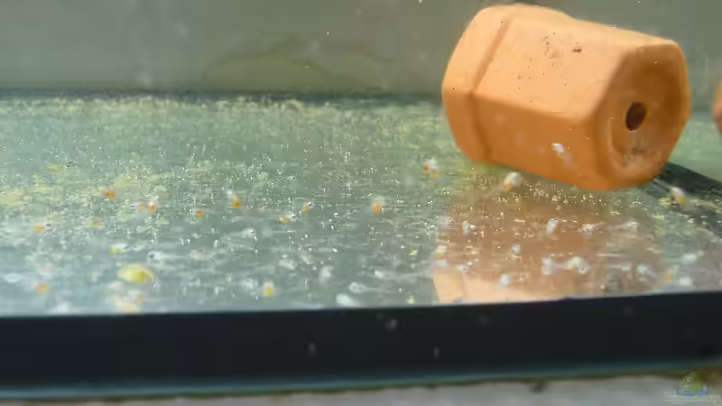 2-3 Tage nach dem Freischwimmen von Frank Broneske (11)