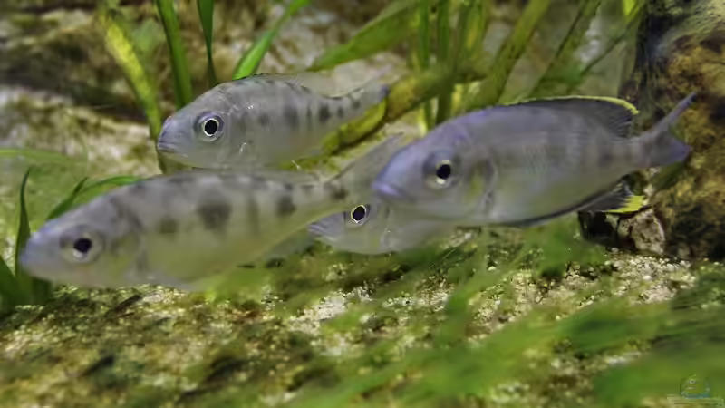 Cyathopharynx foae im Aquarium halten (Einrichtungsbeispiele für Cyathopharynx foae)