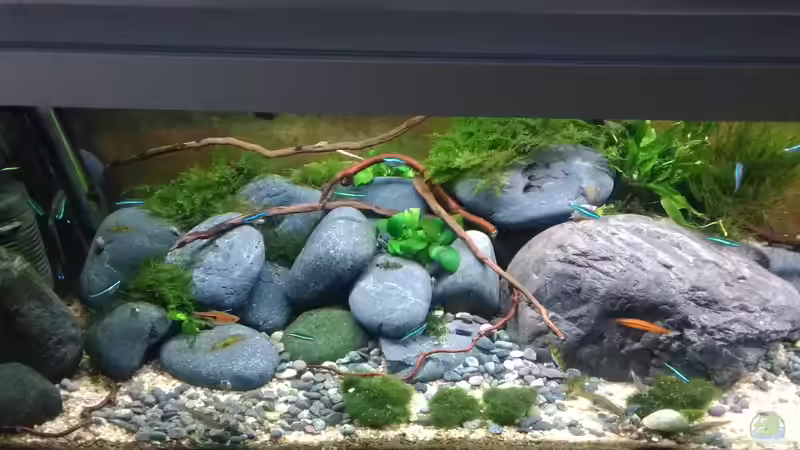 2.4.19  von Grünhexe (9)