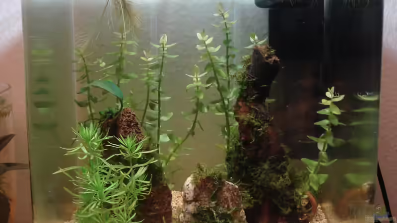 2.4.2013 Man beachte die Wurzeln der Wasserpflanzen :) von Aquilegia (4)