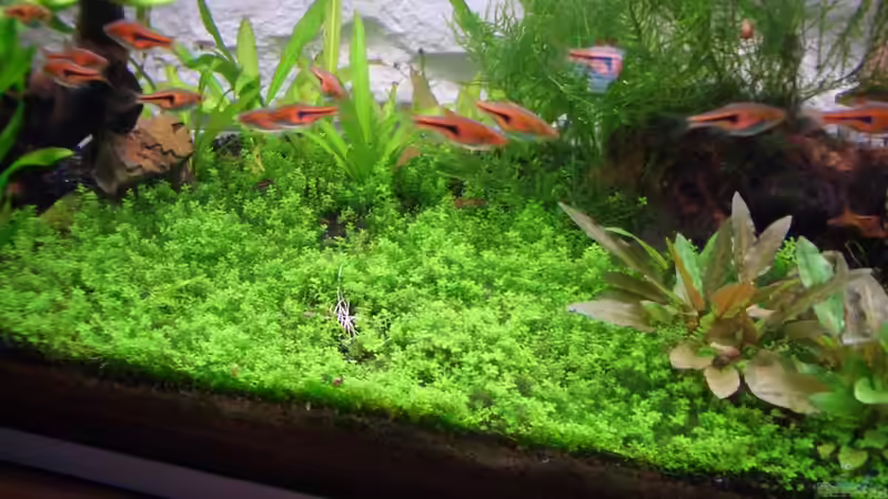 2.5.2010 von navigator1 (12)