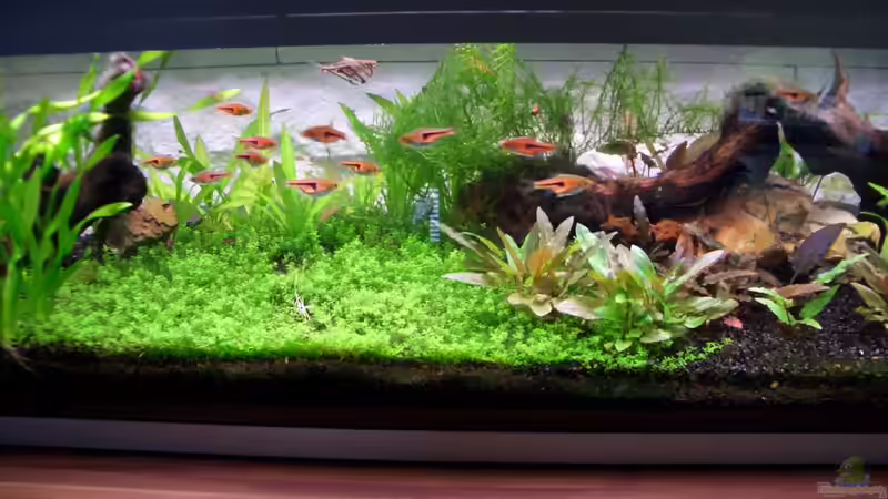 2.5.2010 von navigator1 (4)