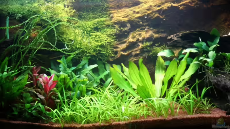 2.8. von Apistofan (3)