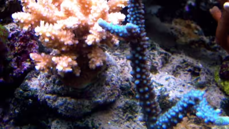 2 Acroporas von Lars Leonhardt (19)