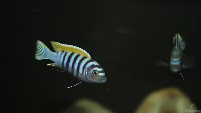 2 afra Männchen von MikeM. (3)