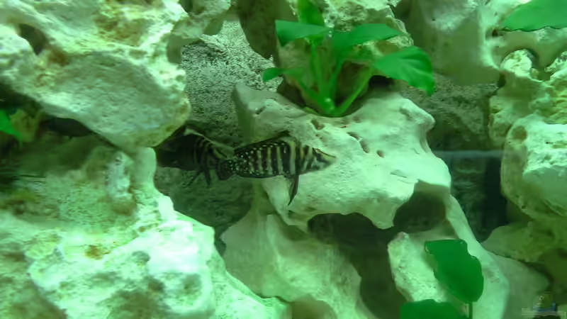 2 Altolamprologus Calvus black ca. 4 cm von AndreLeipzig (15)