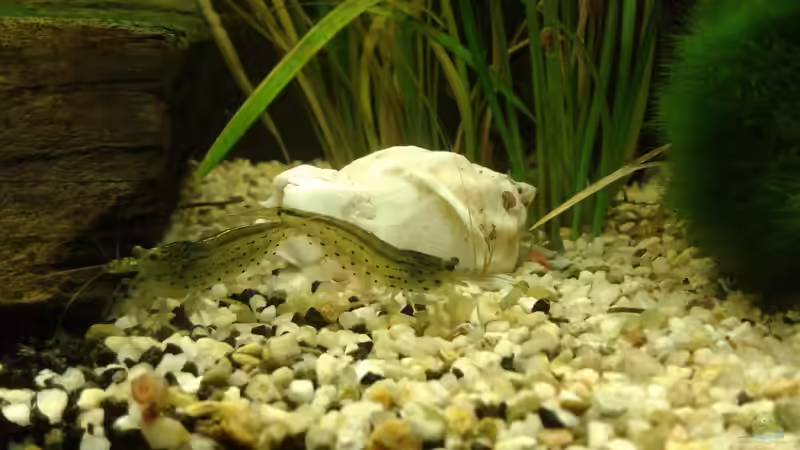 2 Amanogarnelen von Jessi & Daniel (13)