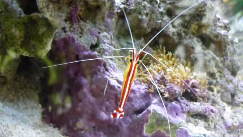 Grundeln im Aquarium halten (Einrichtungsbeispiele für Grundeln)