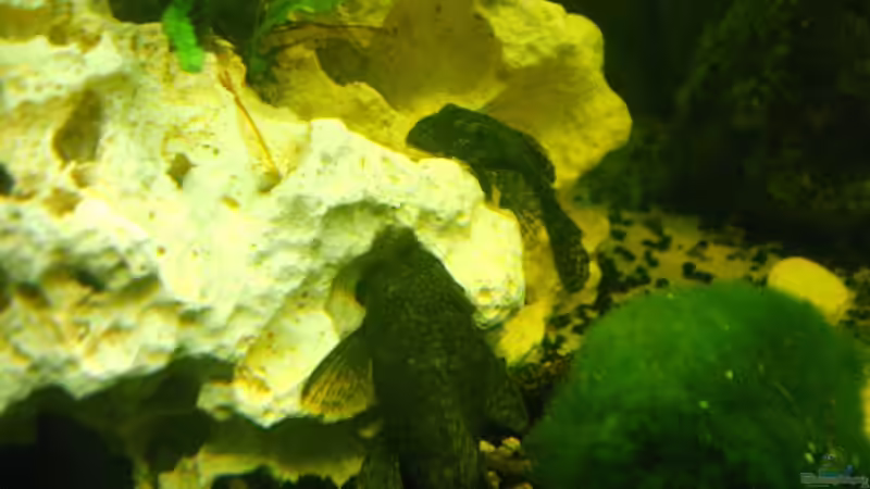 2 Antennenwels Weibchen von Lee Kienle (24)