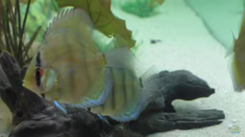 2 Baby diskus von Eichi82 (19)