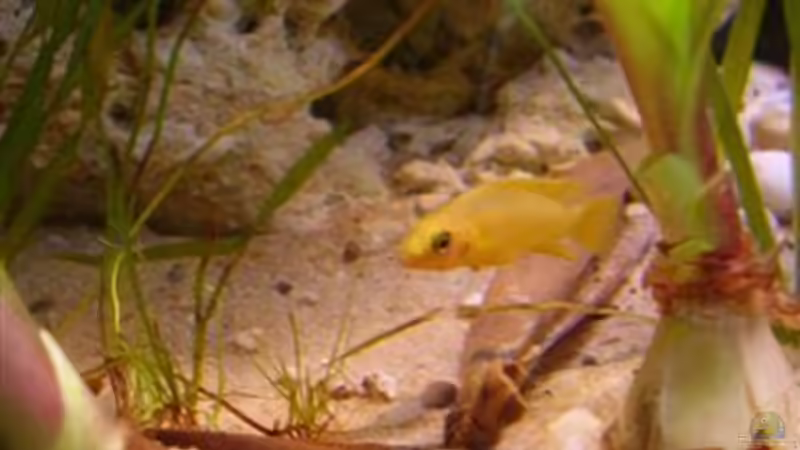 2 Bananenbaumblätter, als vorbeugende Maßnahme gegen einige Fischkrankheiten und von Peters Laden (22)