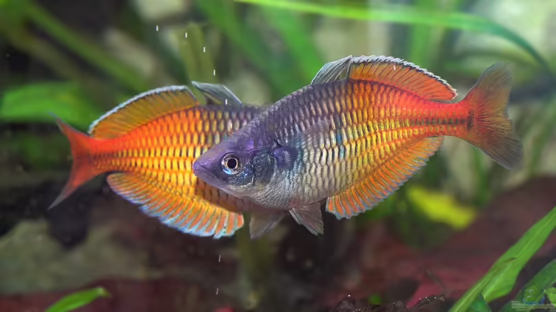 2 Böse Männer beim Posen... von Olaf D. (32)