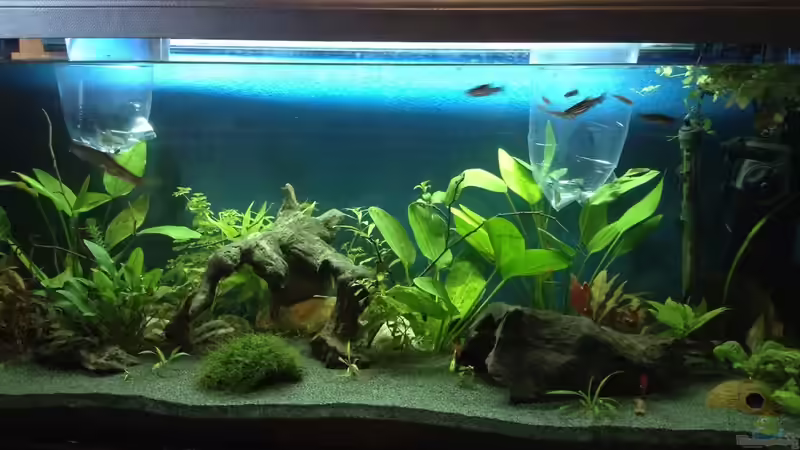 2 Ceylon saugbarben und 6 zebrabärblinge ziehen ein  von Ceylon (57)