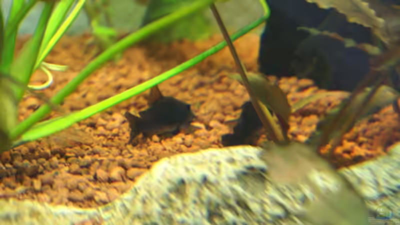 2 Corydoras anaeus ´black´ - Venezuela - bei der Rast unter einem Blatt der Echinodorus von Christian Zwick (38)