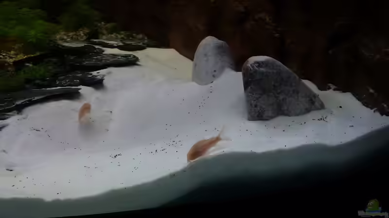 2 Corys die sich über die unbenutzte Sandgrube freuen. von Sanyarhu (13)