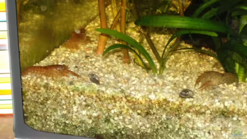 2 CPO und C. montezumae rechts von Jörg Kaminski (7)