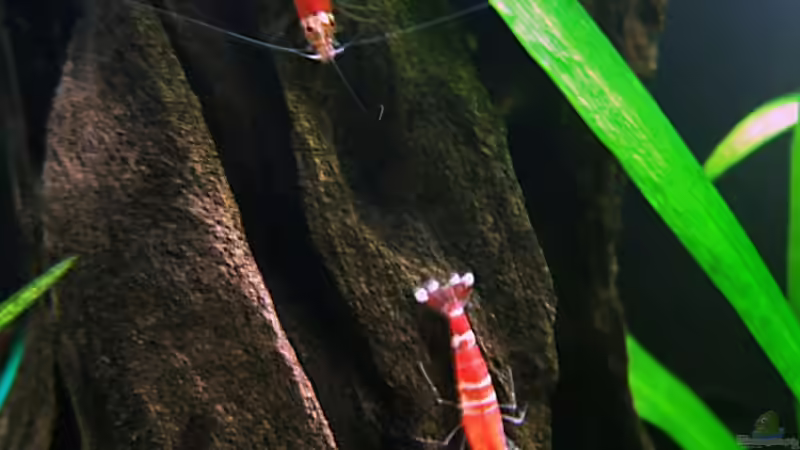 2 Crystal Red an ihrem Lieblingsplatz von Steffen Salzmann (8)