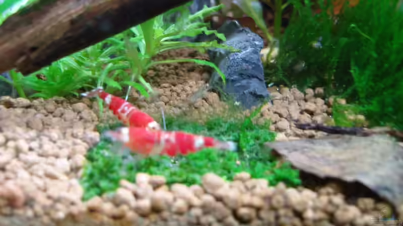 2 Crystal Red auf Minipeliamoos von Aquarienfreund44 (19)