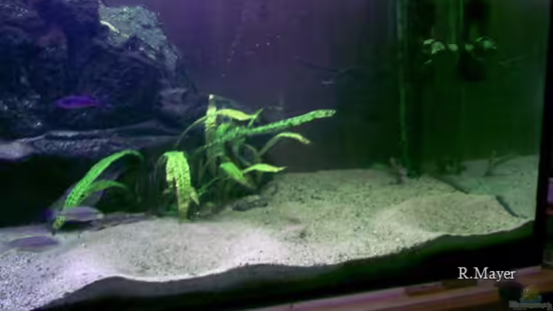 2 Cyathopharynx Laichkrater von Roger Mayer (15)