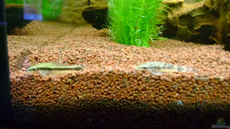 2 der 3 Ohrgitterharnischwelse von Stefan Hille (7)