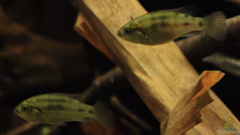 2 der 3 Pseudocrenilabrus nicholsi Weibchen von Florian Bandhauer (89)