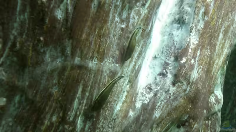 2 der 8 Ottos von Jörg Schneider (18)