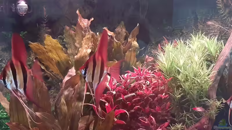 2 der Altums im Sonnenaufgang von tripledad (14)