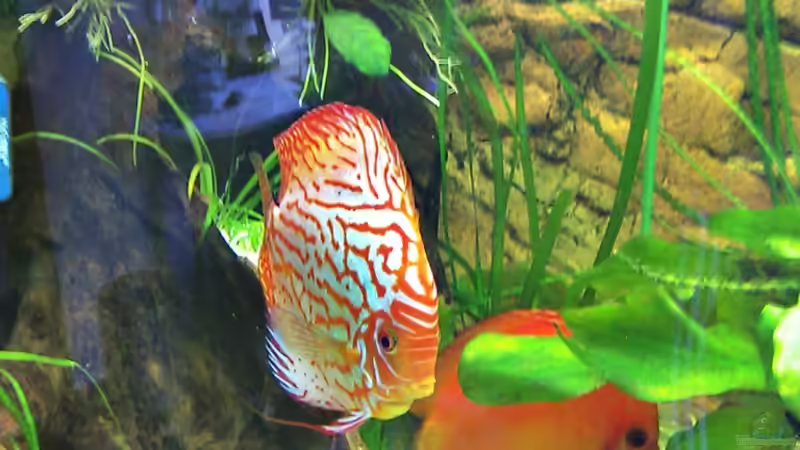 2 der Disken am 19.09.2011 von LockHeed (25)