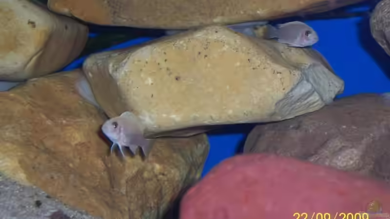 2 der Kleinen von jens70 (8)