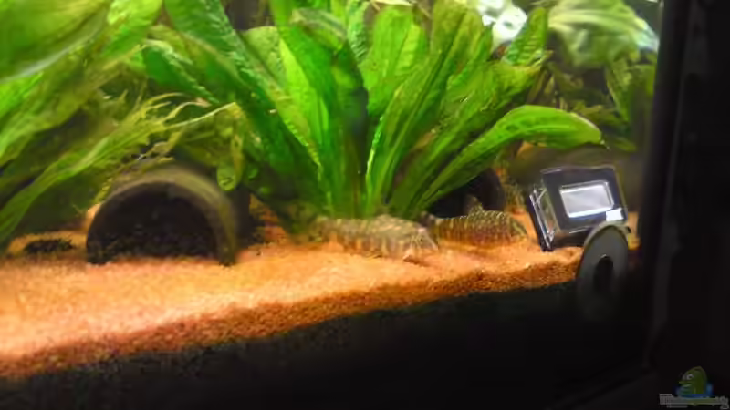 Botia rostrata im Aquarium halten (Einrichtungsbeispiele für Leiterschmerle)