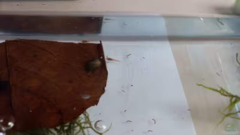 2 der zukünftige Bewohner von Stefano83 (6)