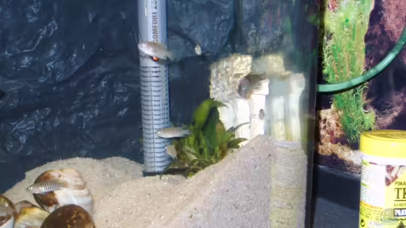 2 Echinodorus von Matthias Söldner (3)