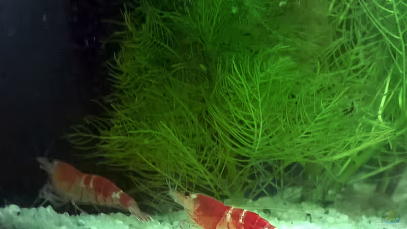 2 einsame CR von Mario74 (4)